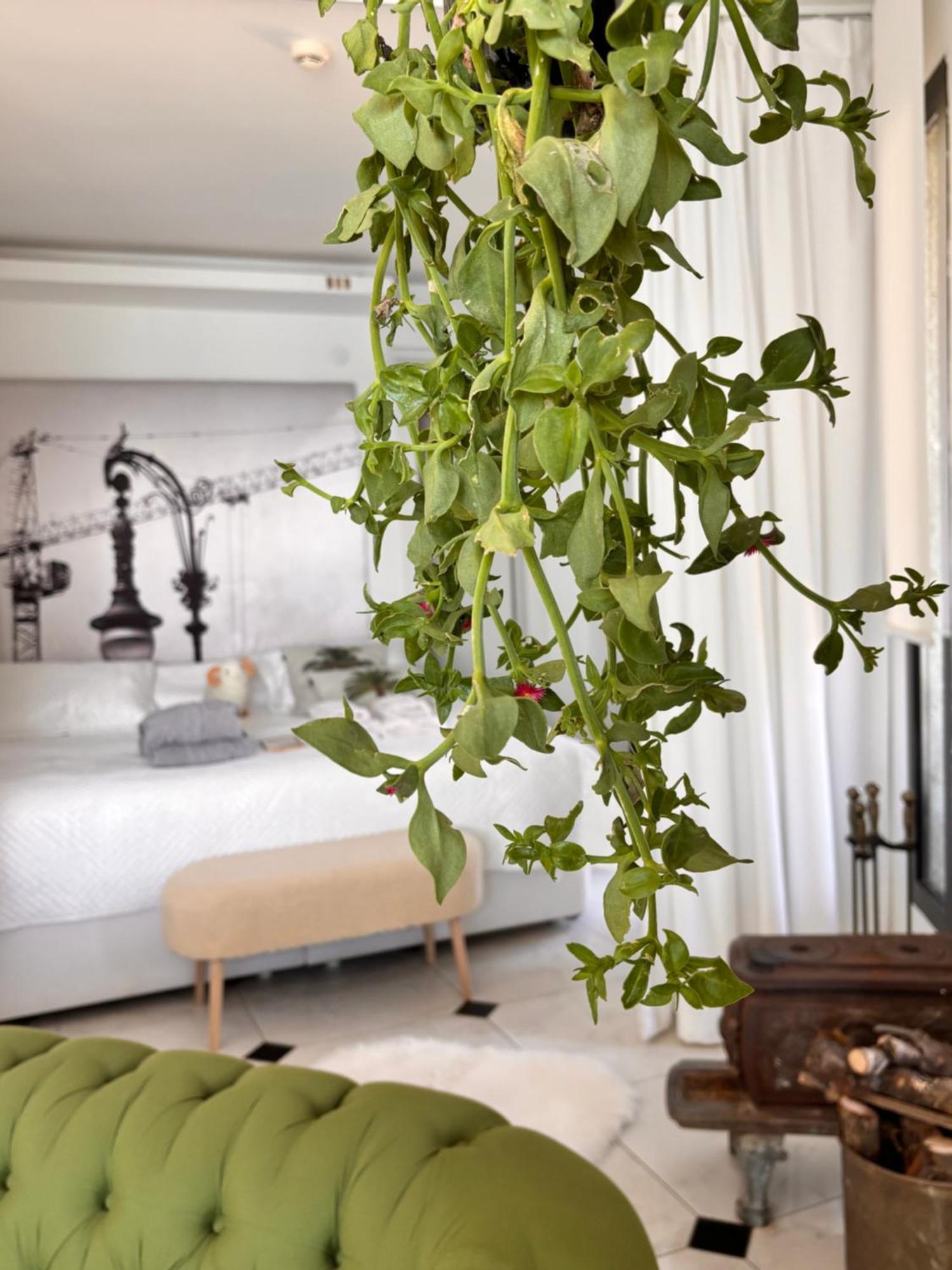 Sato Design Hotel (Adults Only) Чесме Стая снимка